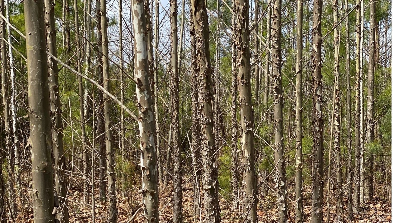 American sycamore grove