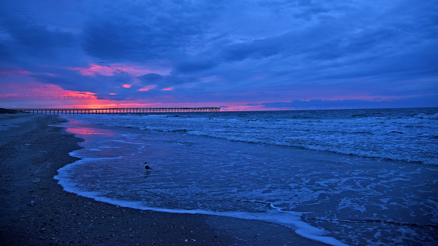 A seagull stands next to an ocean at sunrise